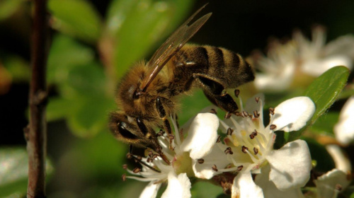 #pszczoła #makro #owady