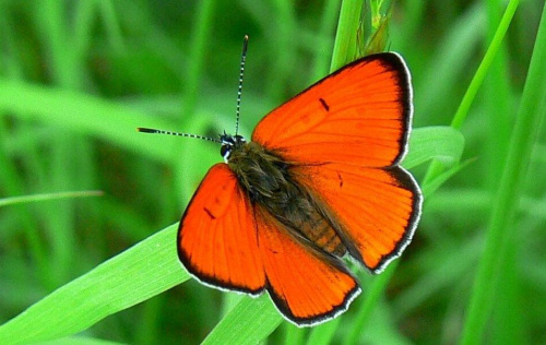 czerwończyk nieparek #motyle #makro #owady #przyroda