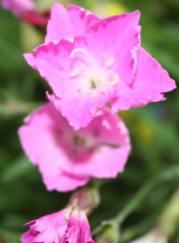 dianthus kahori