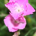 dianthus kahori