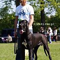 3.05.2009 - Łodź ( Polska ) - międzynarodowa
WILSON Amigo Perro.FCI - klasa młodzieży - I doskonała,
Zwycięzca Młodzieży, Najlepszy Junior w Rasie,