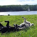 #ZwierzętaPiesGoldenRetriever