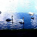 #mewa #jezioro #ptak #ptaki