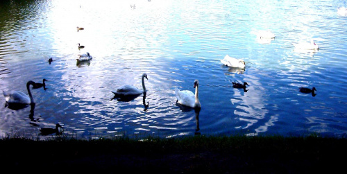 #mewa #jezioro #ptak #ptaki