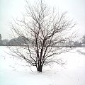 #zima #drzewo
