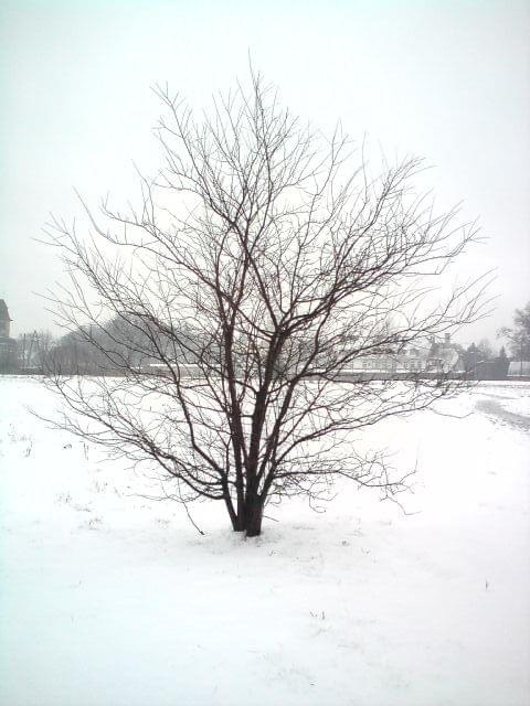 #zima #drzewo
