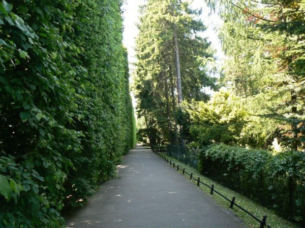 Alejka przy zielonej ścianie #Parki