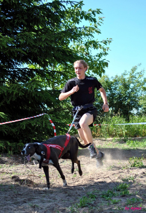 Sport zaprzęgowy w wydaniu bez śniegu -dryland #ZieloneBielkówko #amberdog