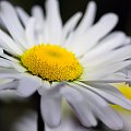 stokrotka :) #stokrotka #kwiatek #wnętrze #pyłek #makro #blisko #przybliżenie #macro