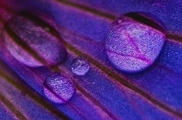 Krople wody w kielichu kwiatka #krople #woda #h2o #kwiatek #wnętrze #zoom #BardzoBlisko #makro #blisko #przybliżenie #macro