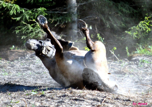 Sport zaprzęgowy w wydaniu bez śniegu -dryland #ZieloneBielkówko #amberdog