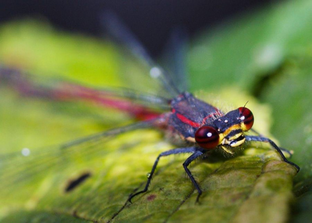 makro, blisko, przybliżenie , ważka, czerwona ważka, czerwień, czerwonooka, dragonfly