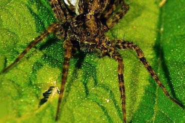 Ciężarna ;) #Pająk #liść #makro #blisko #przybliżenie #macro