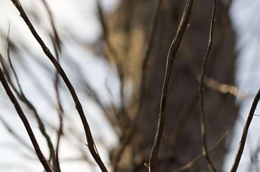 #drzewo #ścieżka #sieć #gałęzie