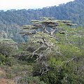Cypr-Dolina Cedrów #CedrCypryjski #las #drzewa #góry