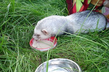 w ogródku - 26 VI 2010 #fretka #ogródek #Kubuś #Plastuś #PlayPen #spacer