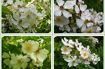 Jedne z nielicznych moich róż, ktore przetrzymały tą zimę #róże #WOgrodzie #kwiaty #biel