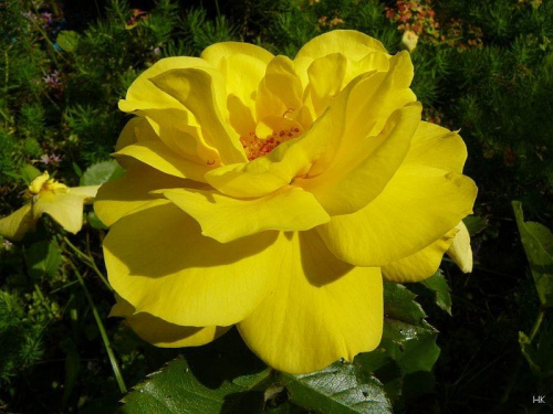 Jedne z nielicznych moich róż, ktore przetrzymały tą zimę #Frezja #róże #WOgrodzie #żółte