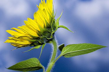 #słonecznik #słoneczniki #kwiat #niebo #chmury #liść #błękit #żółty