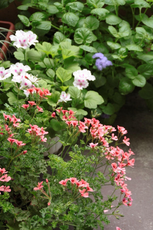 #pelargonie #kwiaty #balkon