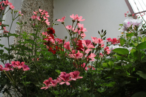 #pelargonie #kwiaty #balkon