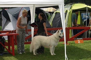 #BiałyOwczarekSzwajcarski #OwczarekBiały #OwczarekDługowłosy #HodowlaZChatyLeona #bogacz #hrabia #aventia #cygan #awa #popielów #StareSiołkowice