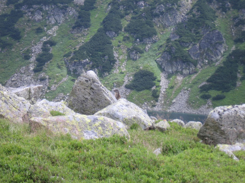 Świstak na kamieniu #Góry #Tatry #SzpiglasowyWierch