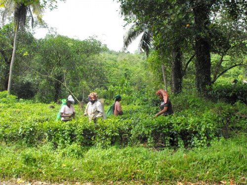 Sri Lanka zbiór herbaty