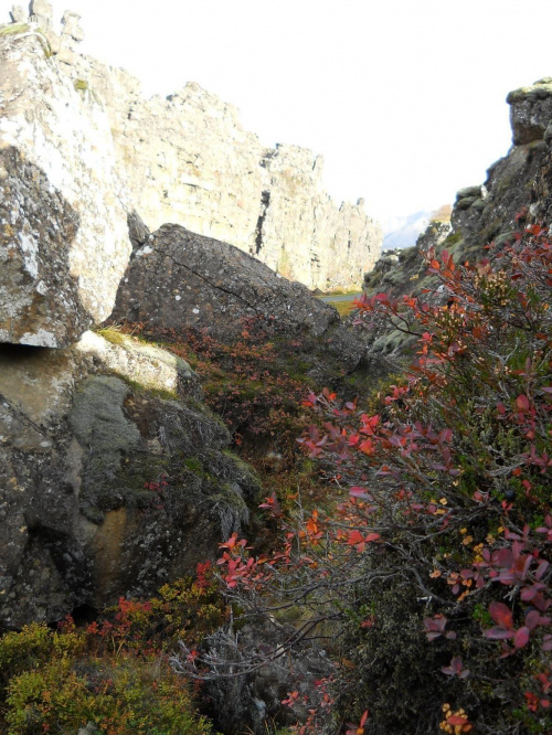 Pingvellir, głęboki wąwóz Almannagjá i miejsce gdzie stykają się płyty tektoniczne Eurazjatycka i Północnoamerykańska