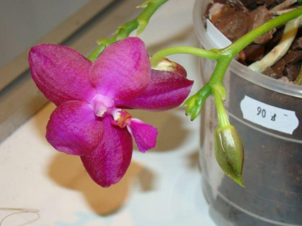 Phalaenopsis Lea Maria Salazar