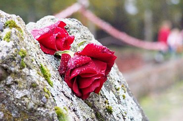 Oświęcim - Ku pamięci. #róża #czerwony #OświęcimKwiat
