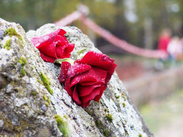 Oświęcim - Ku pamięci. #róża #czerwony #OświęcimKwiat