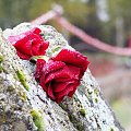 Oświęcim - Ku pamięci. #róża #czerwony #OświęcimKwiat
