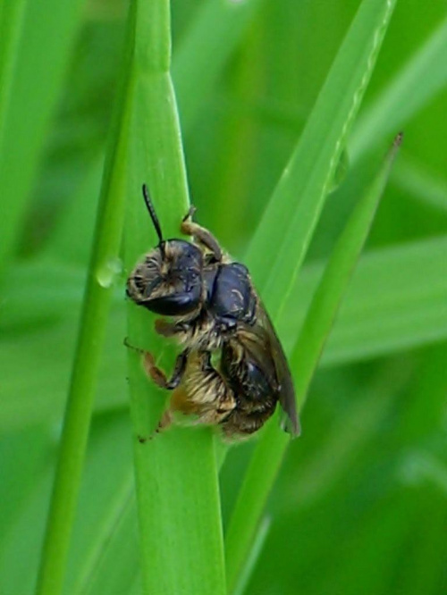 #przyroda #owady #makro #pszczoły