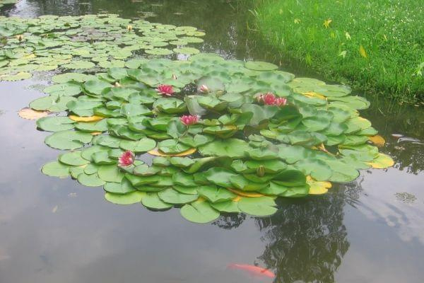 rogów- arboretum