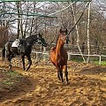 rozruch :)) #partynice #WTWK #konie #koń