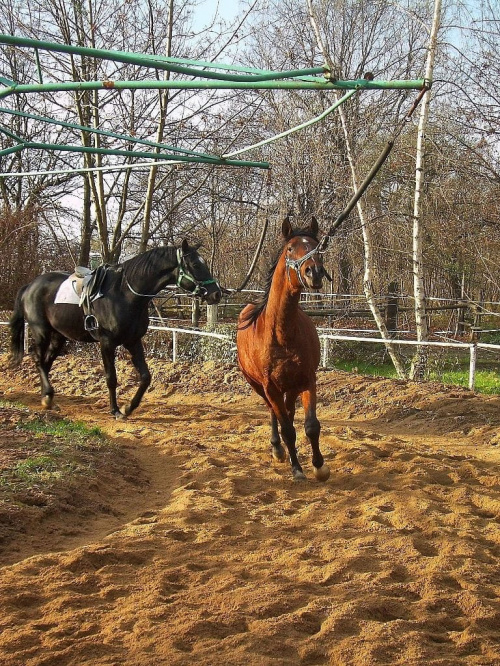 rozruch :)) #partynice #WTWK #konie #koń