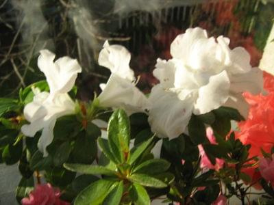 Białe różyczki #róże #kwiaty #kwiatki #różyczki