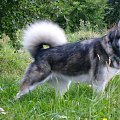 masza z howerli #AlaskanMalamute #MaszaZHowerli