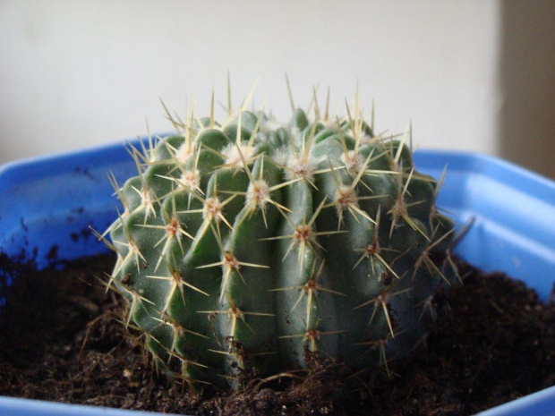 Notocactus buiningii