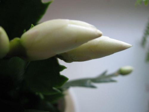 #KaktusBożonarodzeniowy #Grudnik #Zygokaktus #Schlumbergera #kwiaty #rośliny #doniczkowe