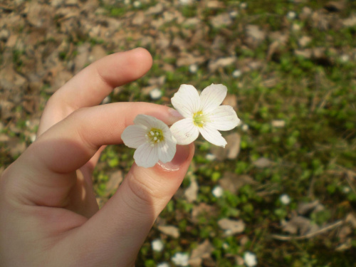 #makro #dłoń #palce #kwiatki #kwiatek #jesień