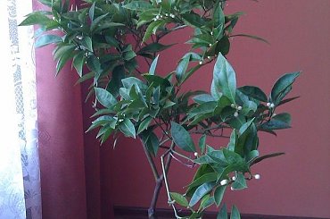 01.12.2010r. #cytrusy