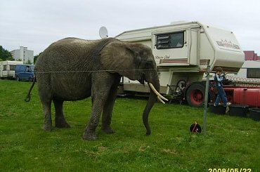 Zakaz kopiowania zdjęć zaparaszamy na www.cyrk-fan.com #cyrk