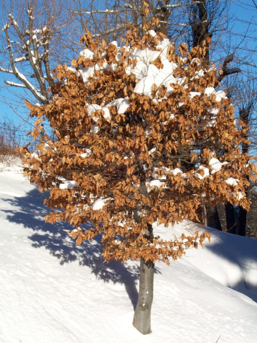 Jesienne drzewko w zimowej szacie:) #przyroda #drzewa #zima