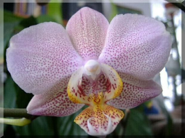 Phalaenopsis