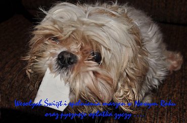 #życzenia #WesołychŚwiąt #pies