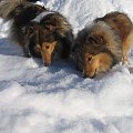 sheltie.ambersun-sheltie.pl,
owczarek szetlandzki #sheltie #OwczarekSzetlandzki