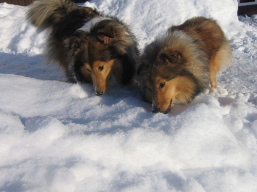 sheltie.ambersun-sheltie.pl,
owczarek szetlandzki #sheltie #OwczarekSzetlandzki