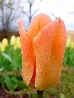 Apricot Emperor #kwiaty #tulipany